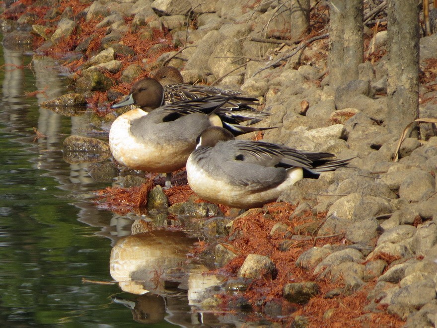 尖尾鴨 - ML646731917