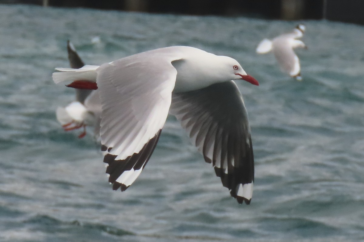 Zilar-antxeta - ML646731918