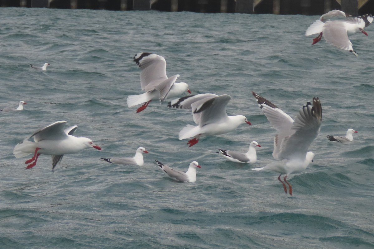 Мартин австралійський - ML646731919