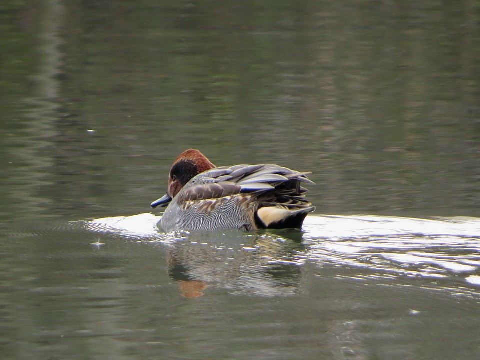 小水鴨 - ML646731920