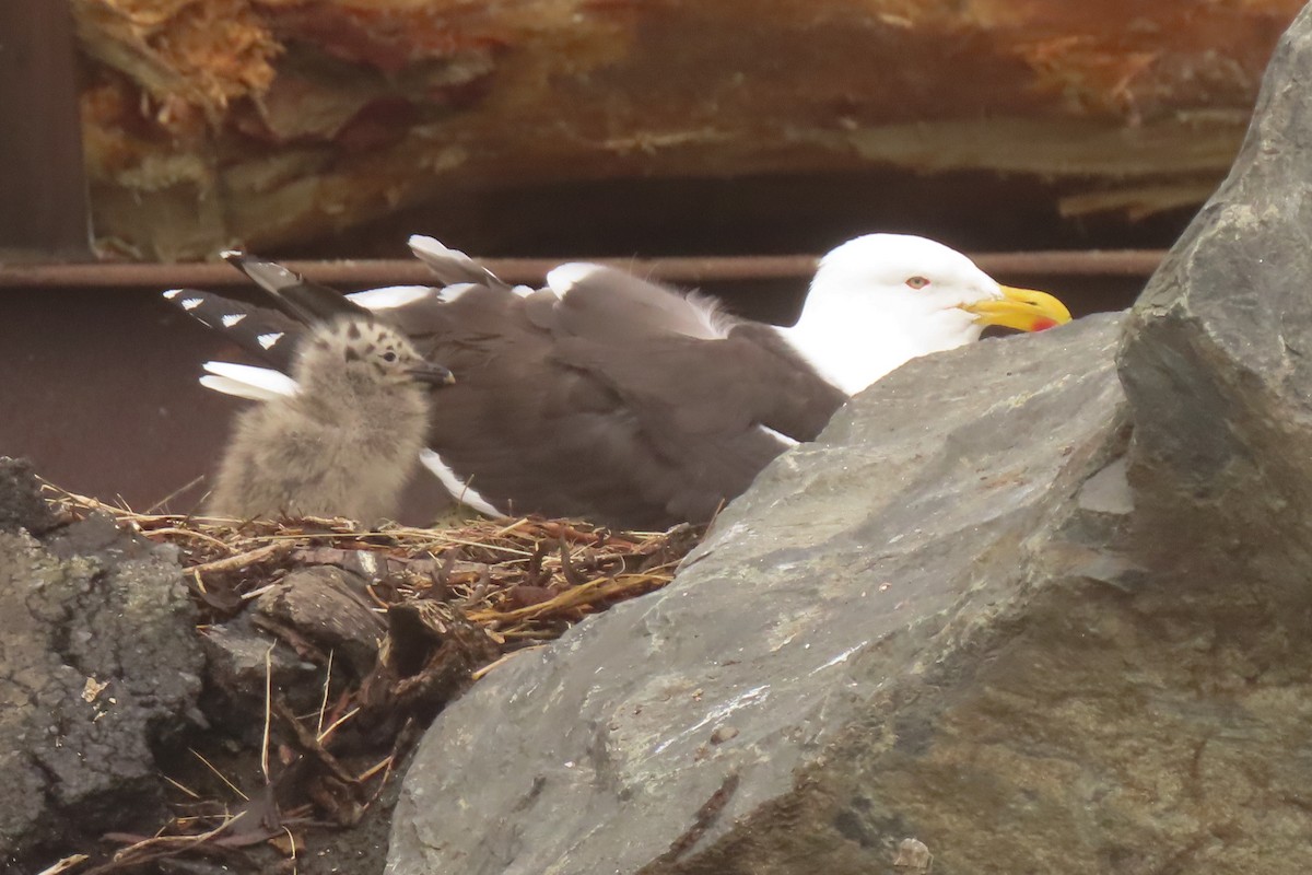 Kelp Gull - ML646731923