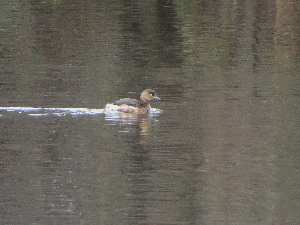 小鸊鷉 - ML646731924