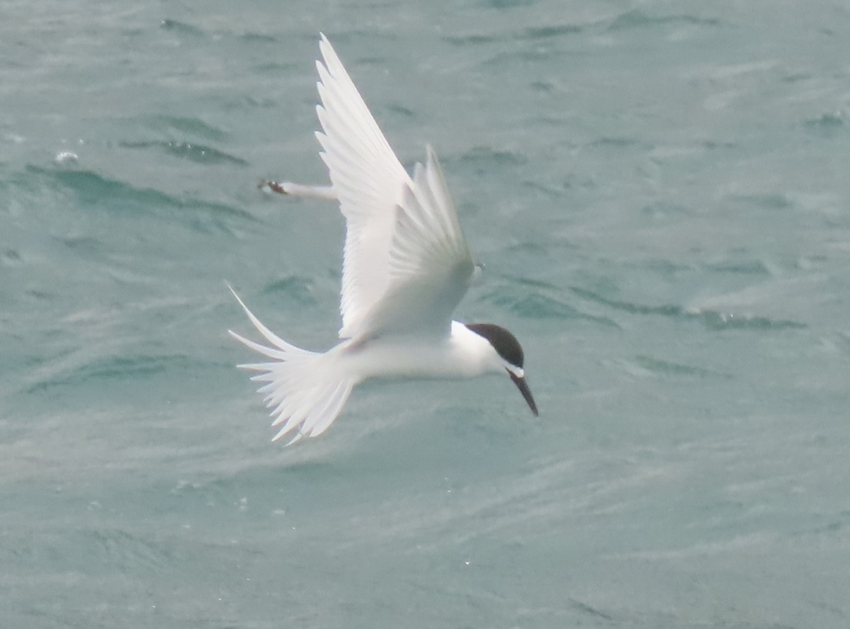 White-fronted Tern - ML646731925
