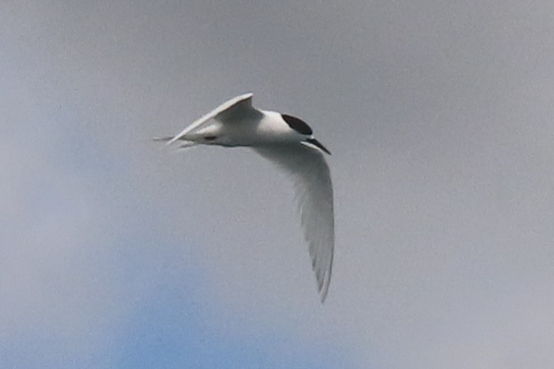 White-fronted Tern - ML646731926