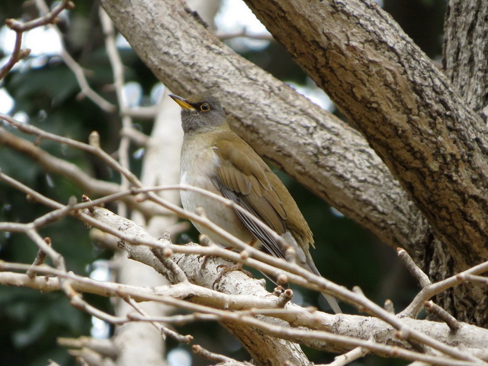 白腹鶇 - ML646731927