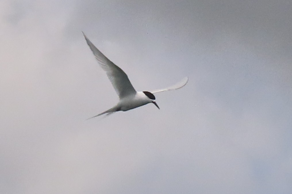 White-fronted Tern - ML646731928