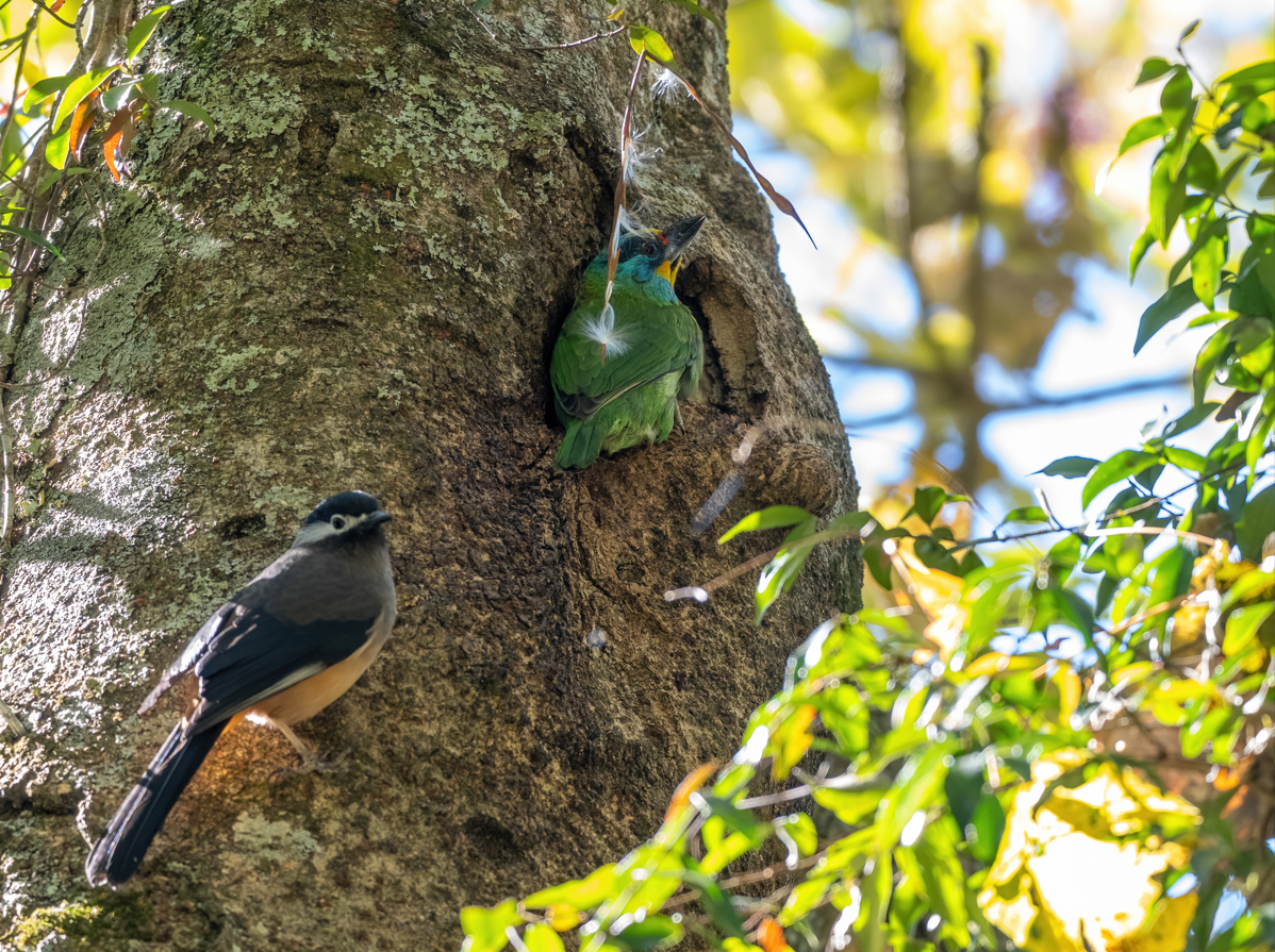 Taiwan Barbet - ML646731929