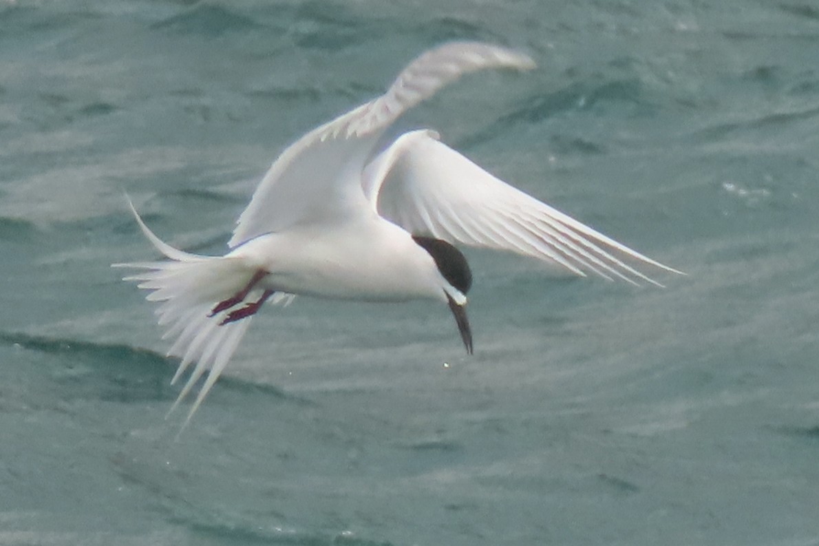 White-fronted Tern - ML646731930