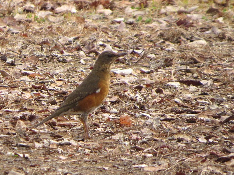 赤腹鶇 - ML646731931