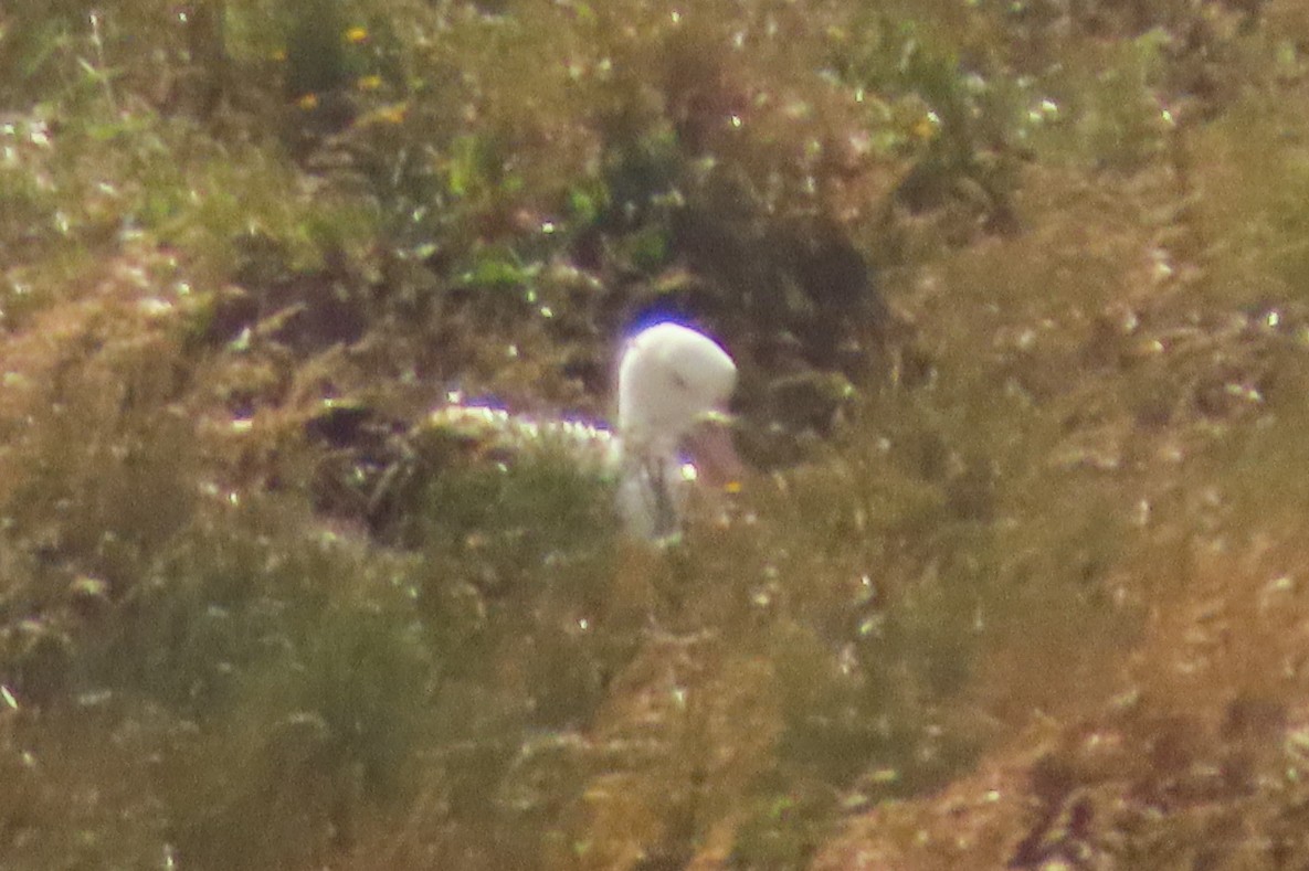 Альбатрос королівський північний - ML646731935