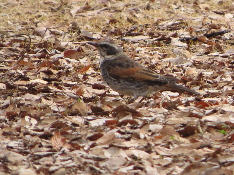 斑點鶇 - ML646731937