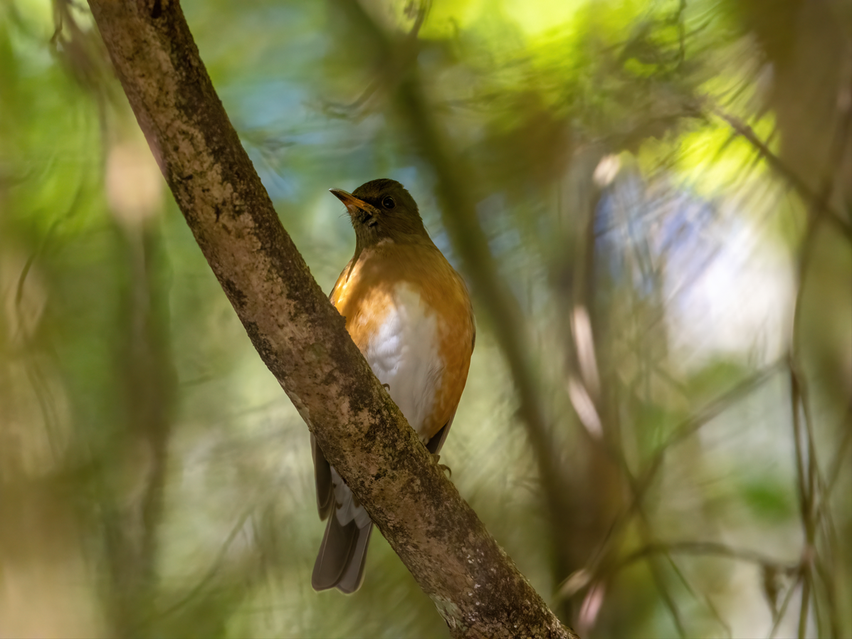 Brown-headed Thrush - ML646731938