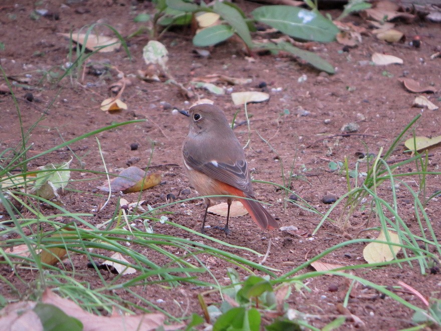 黃尾鴝 - ML646731940