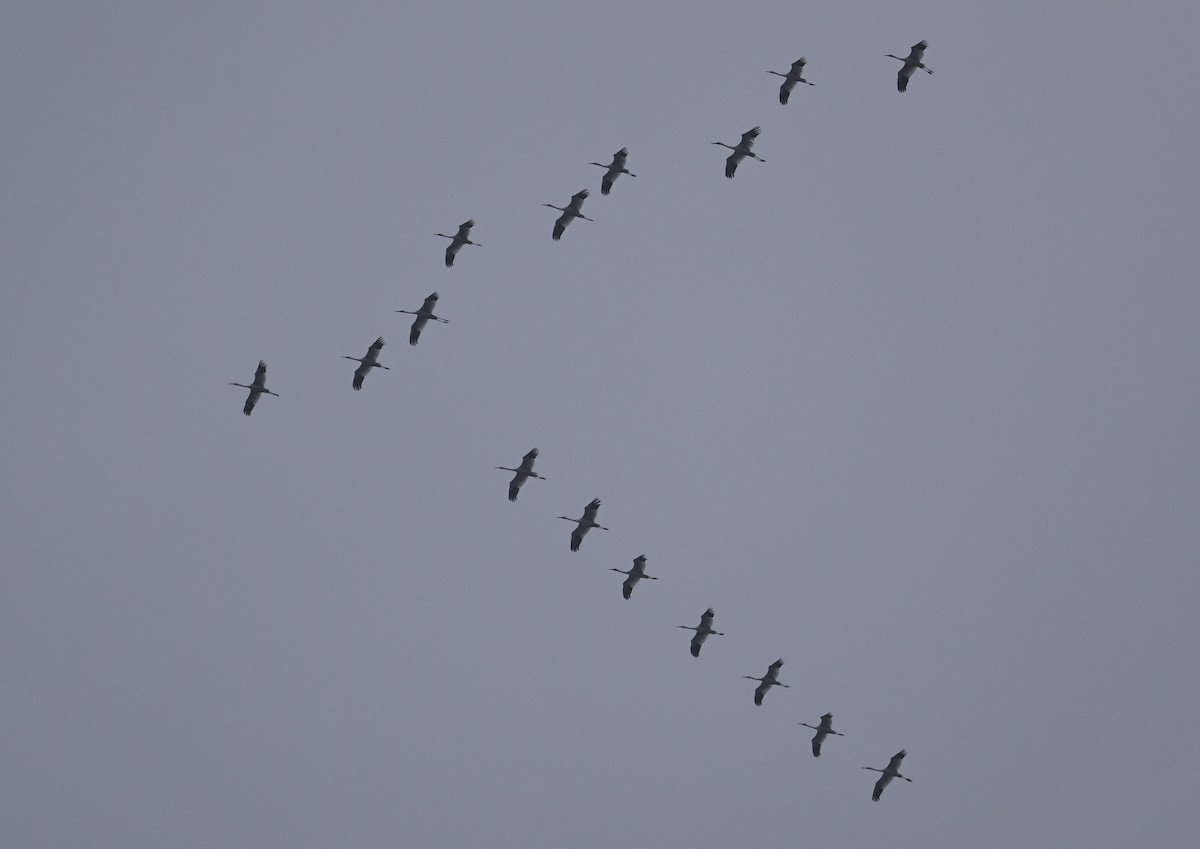 Kurrilo siberiarra - ML646731941