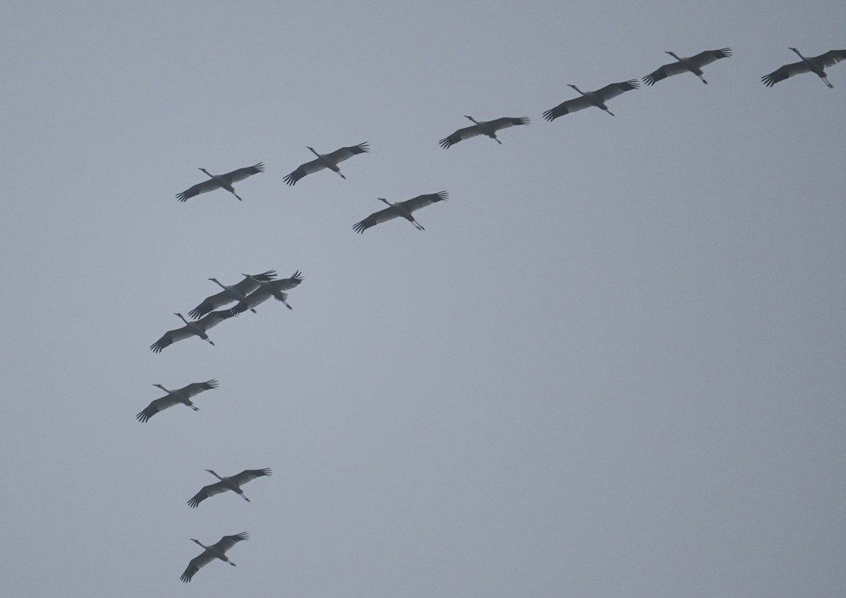 Kurrilo siberiarra - ML646731942