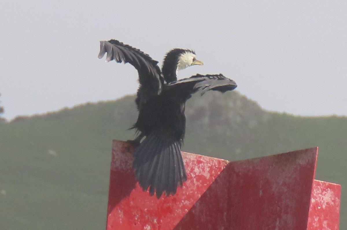 Баклан строкатий - ML646731945