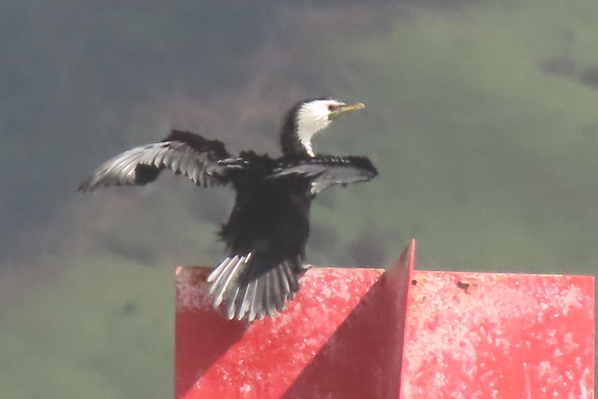 Баклан строкатий - ML646731946