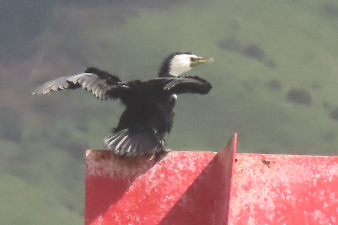 Баклан строкатий - ML646731947