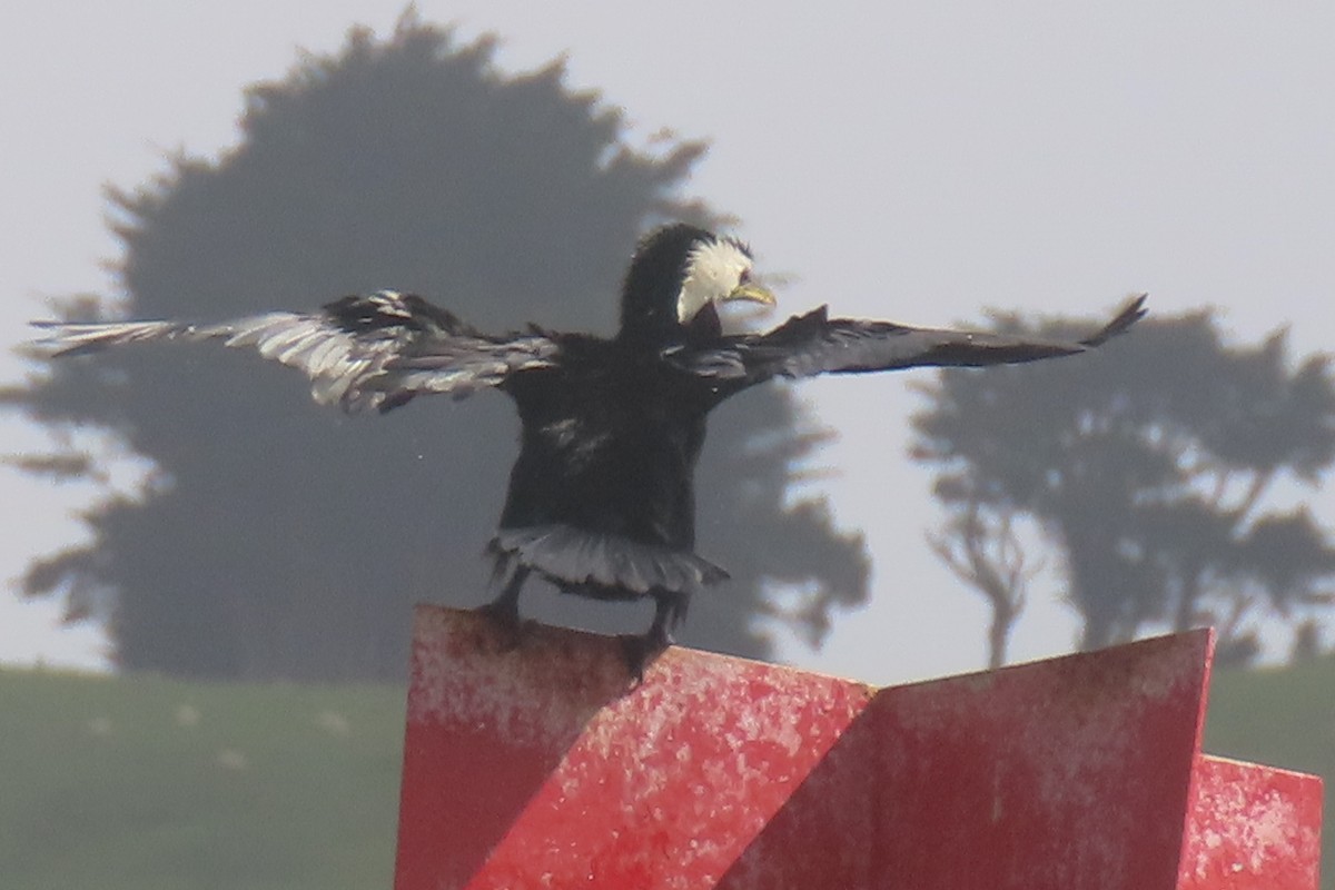 Баклан строкатий - ML646731948