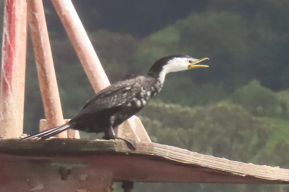 Little Pied Cormorant - ML646731949