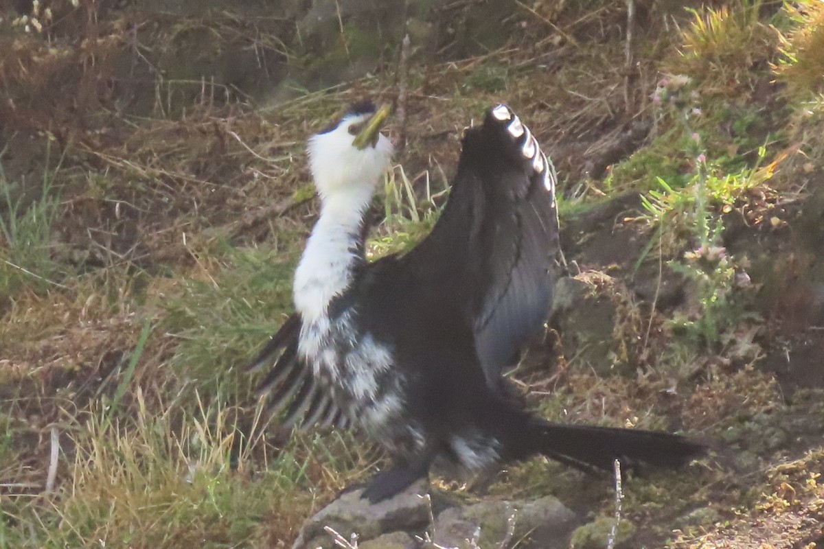 Little Pied Cormorant - ML646731950