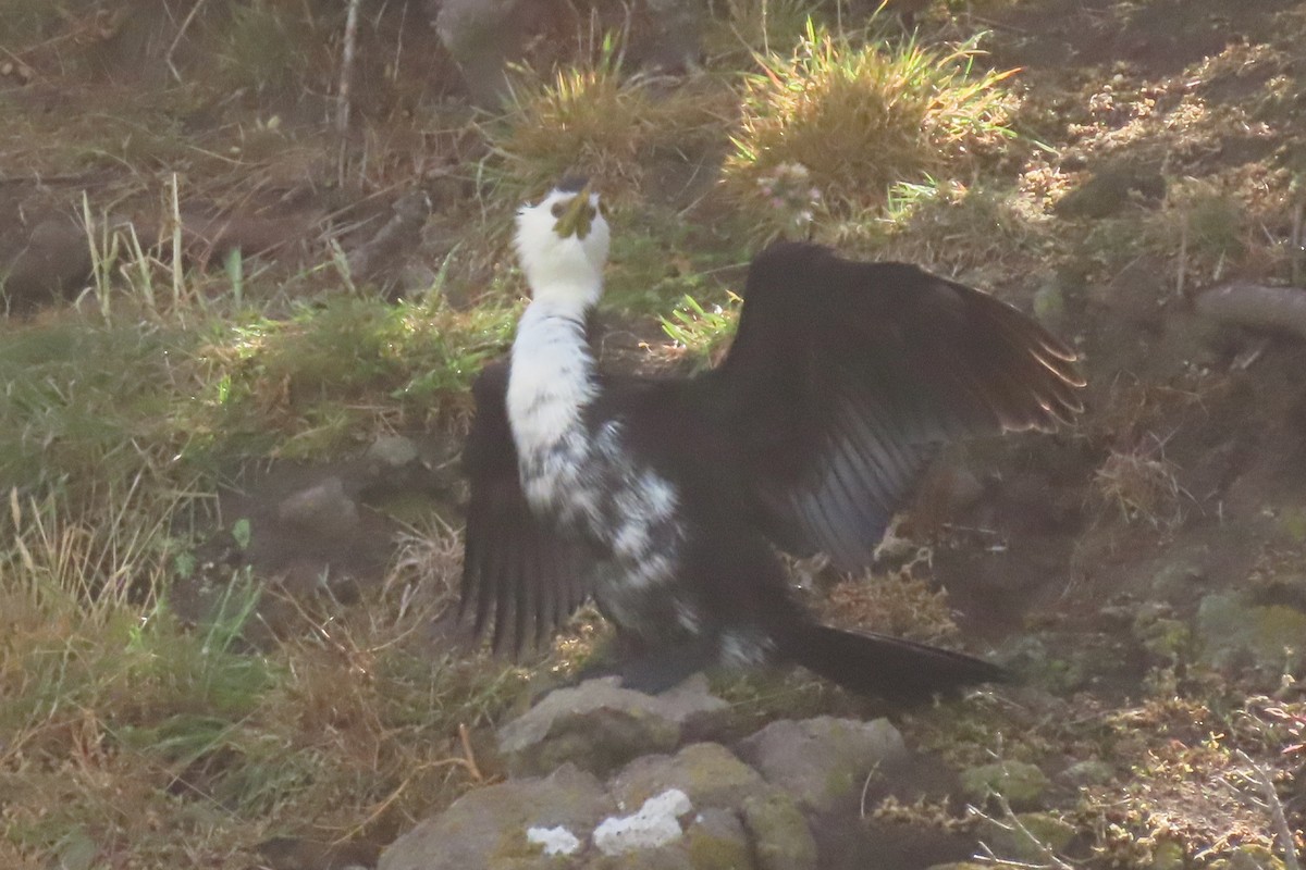 Little Pied Cormorant - ML646731951