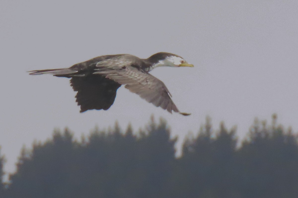 Little Pied Cormorant - ML646731952