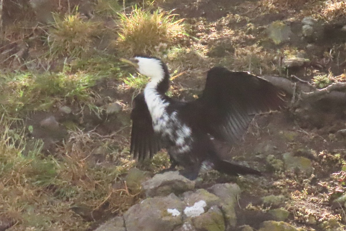 Little Pied Cormorant - ML646731954