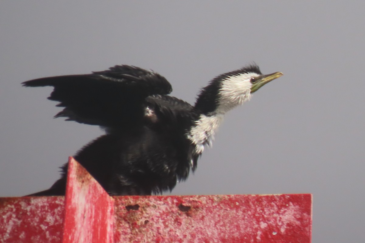 Little Pied Cormorant - ML646731955
