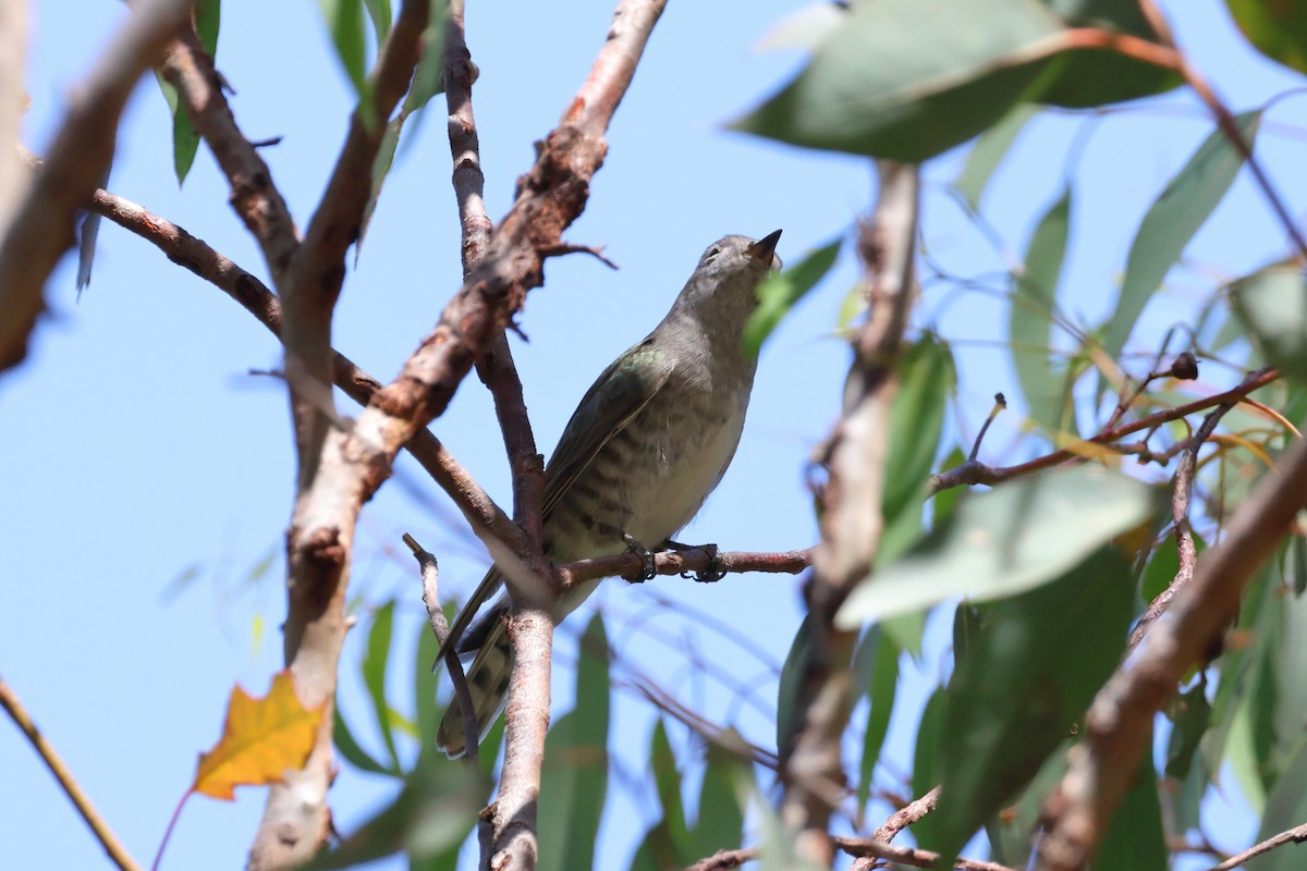 Shining Bronze-Cuckoo - ML646731956