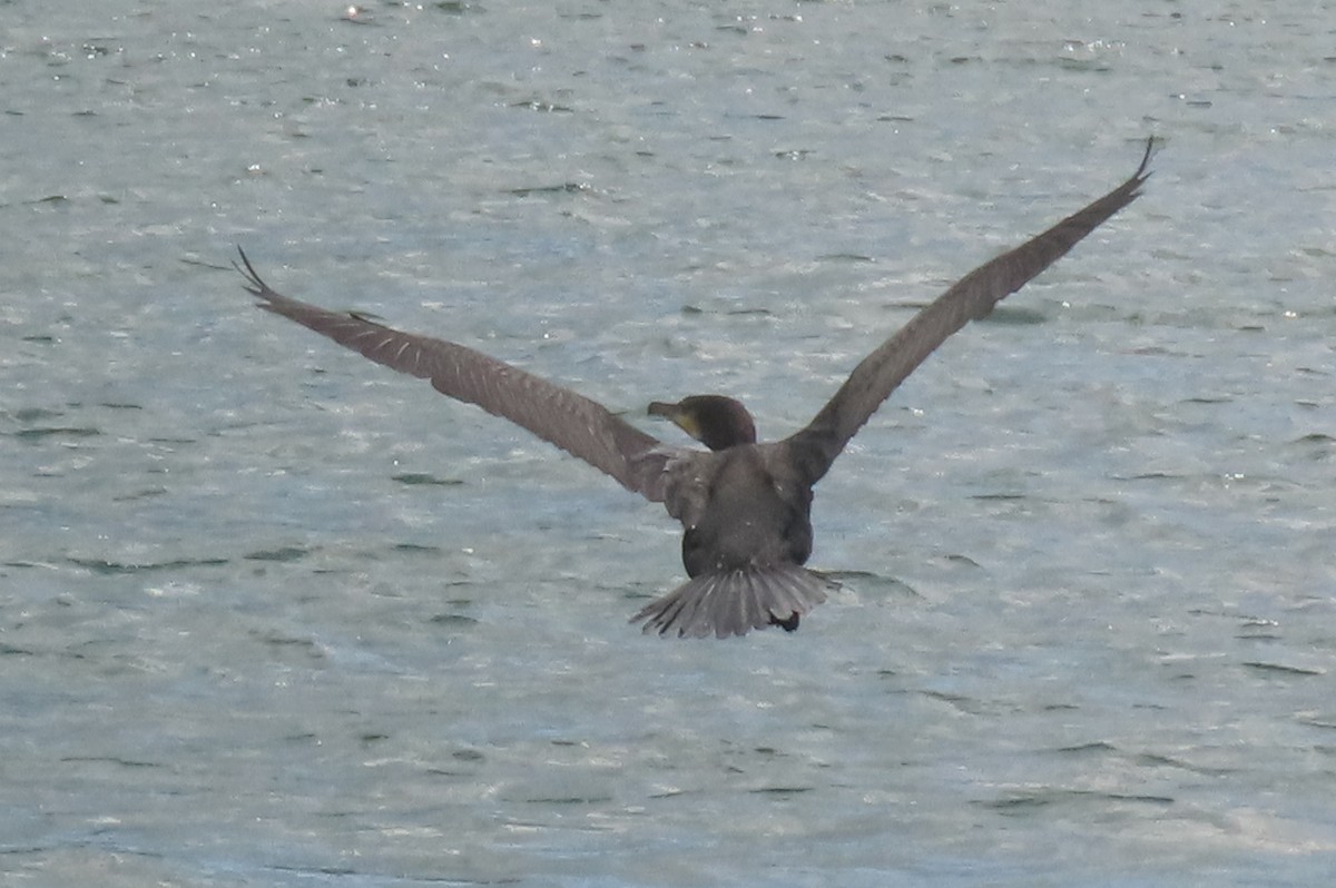 Great Cormorant - ML646731957