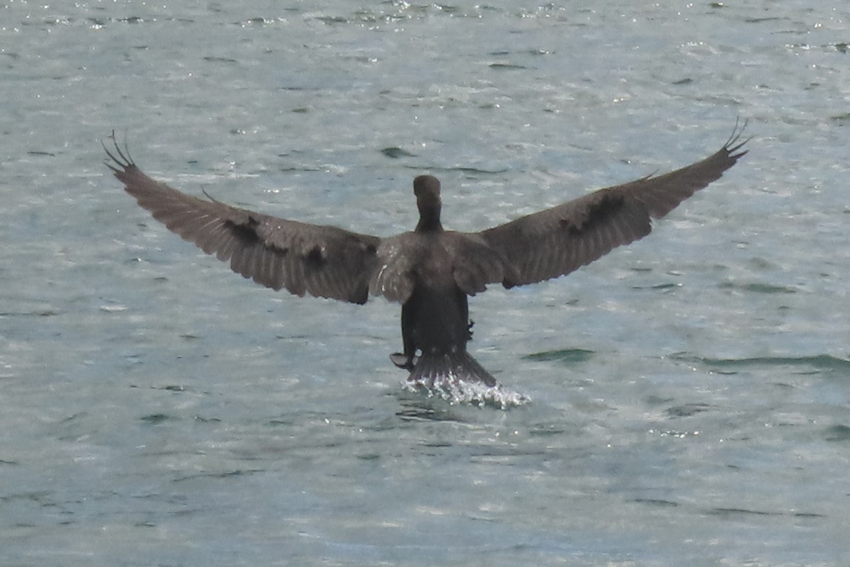 Great Cormorant - ML646731958