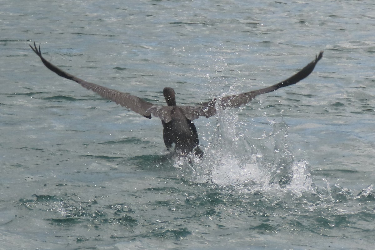 Great Cormorant - ML646731959