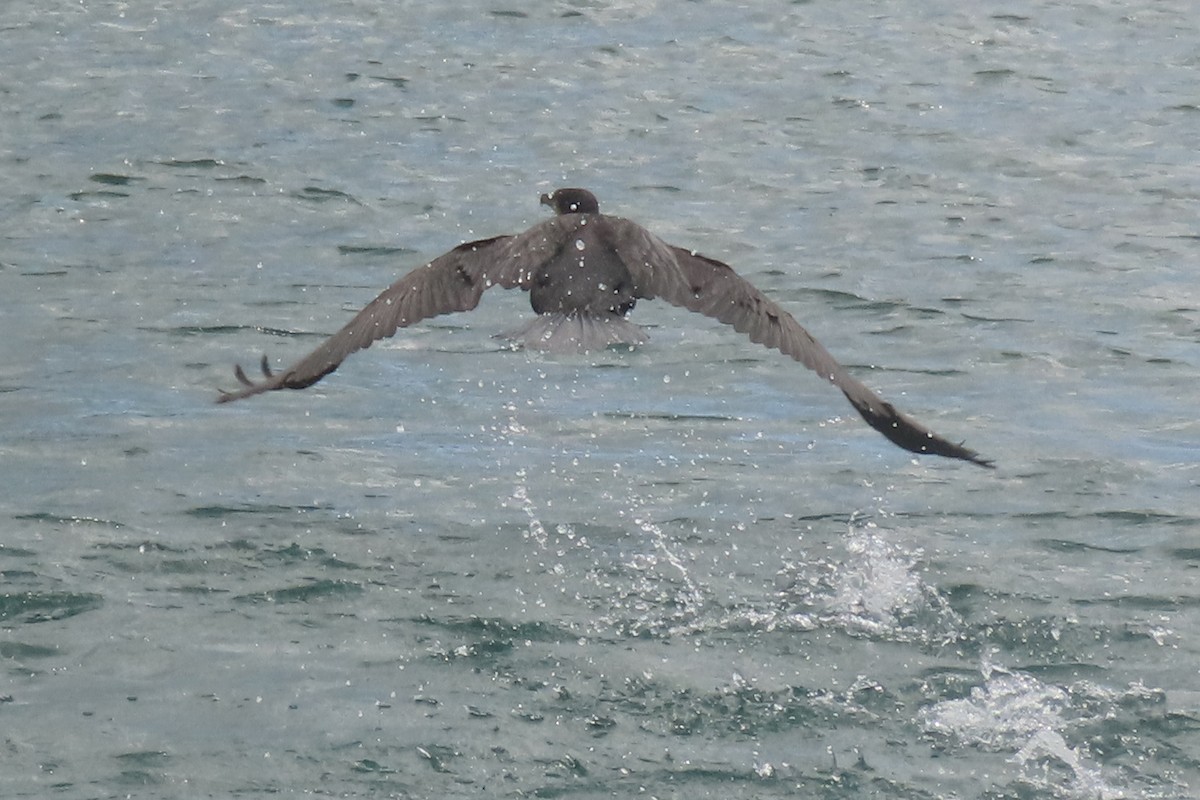 Great Cormorant - ML646731960
