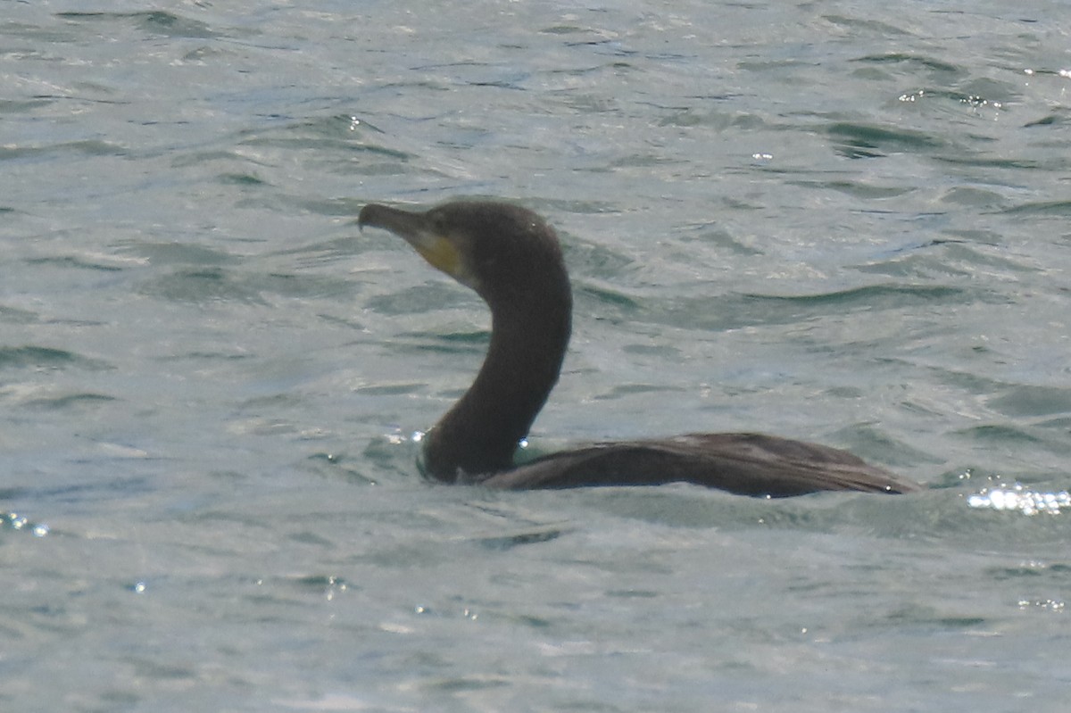 Great Cormorant - ML646731961