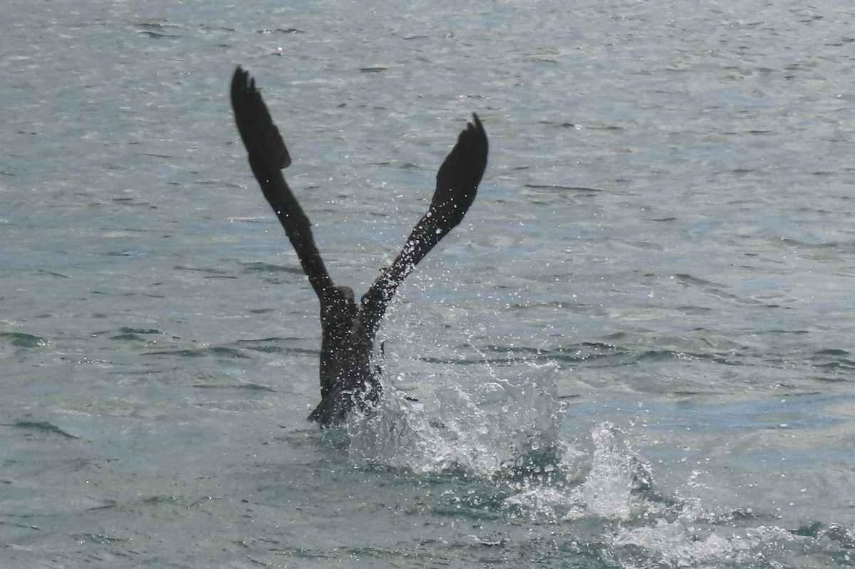 Great Cormorant - ML646731963