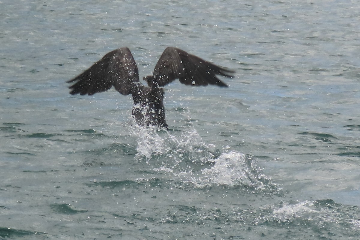 Great Cormorant - ML646731964