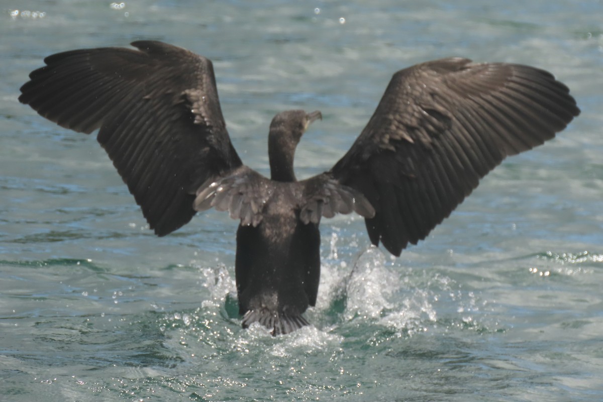 Great Cormorant - ML646731966