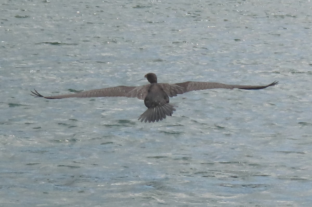 Great Cormorant - ML646731967