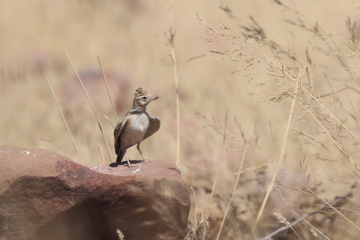 Stark's Lark - ML646731968