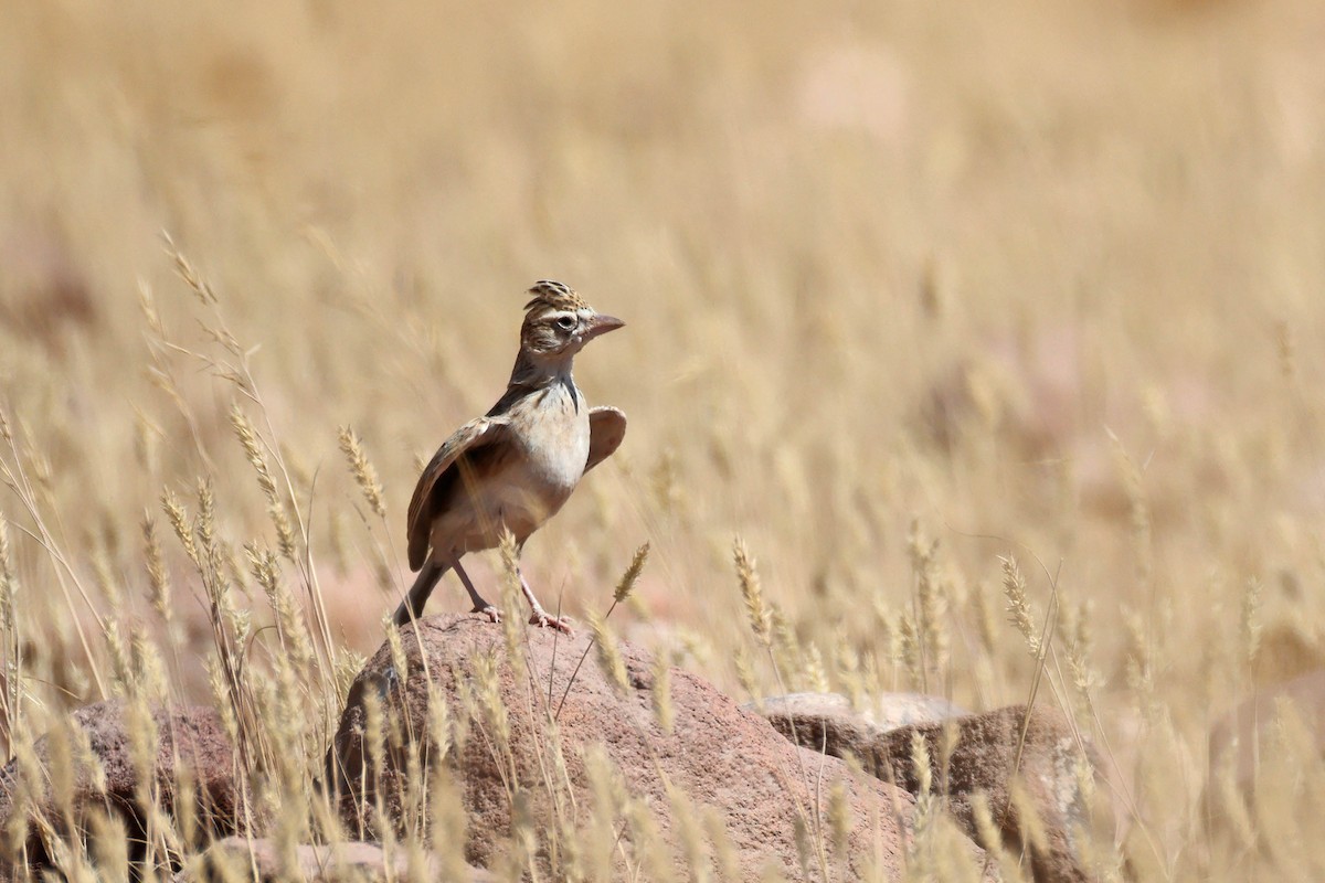 Stark's Lark - ML646731969
