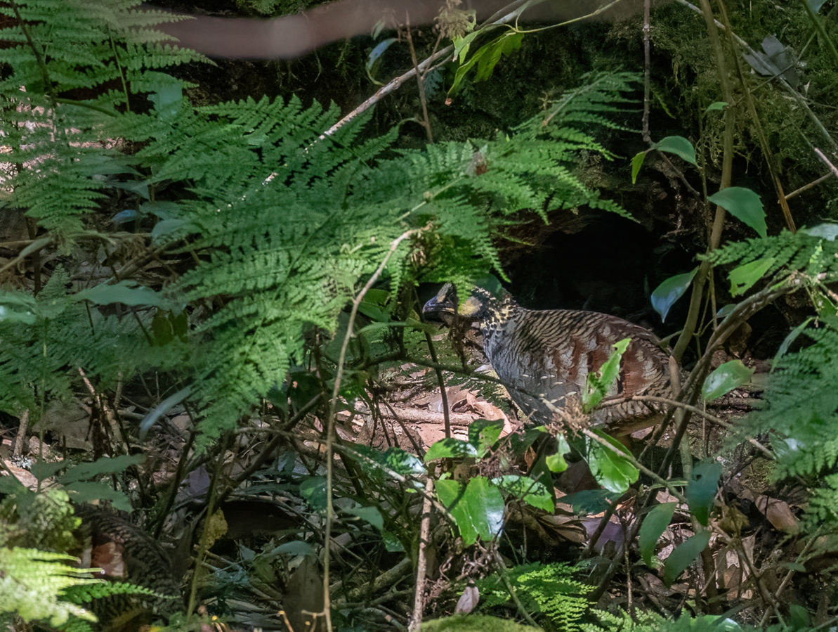Taiwan Partridge - ML646731970