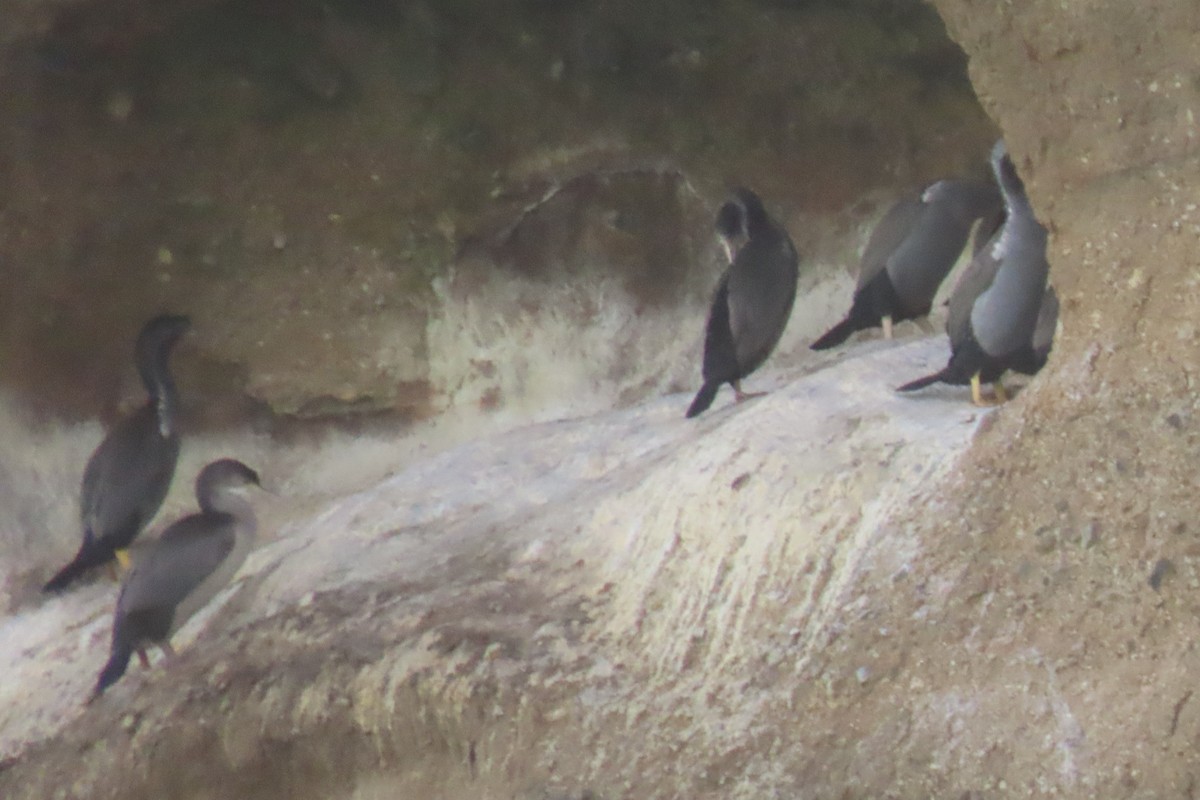 Spotted Shag - ML646731971