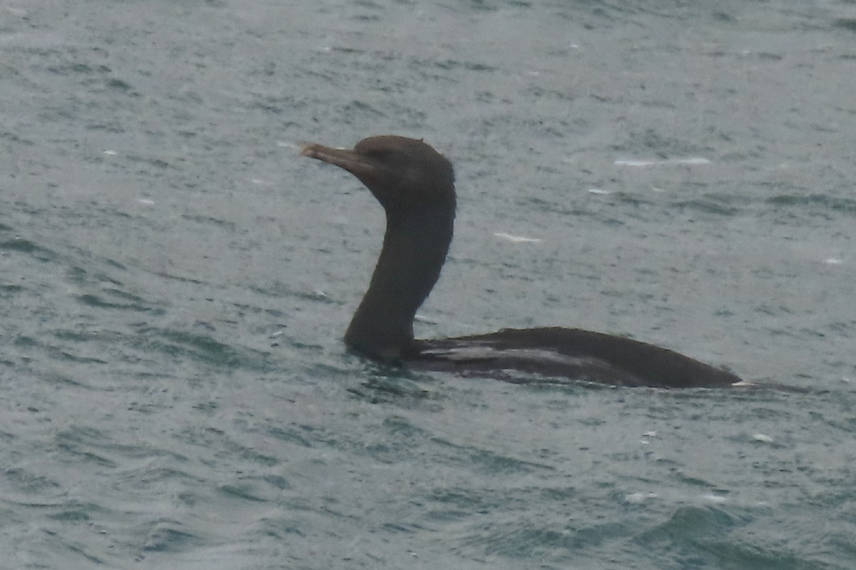 Stewart Island Shag (Otago) - ML646731972