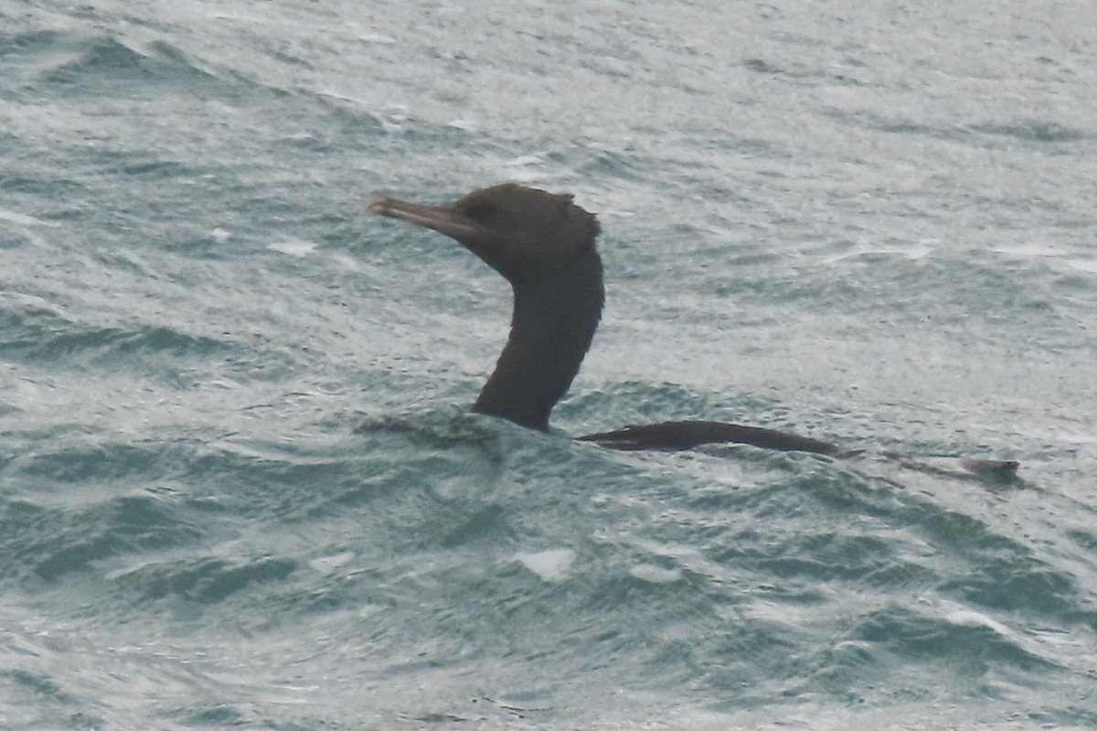 Stewart Island Shag (Otago) - ML646731973