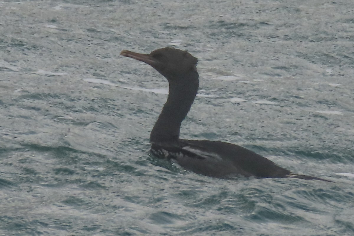 Stewart Island Shag (Otago) - ML646731975