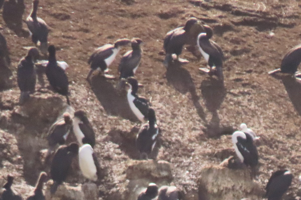 Stewart Island Shag (Otago) - ML646731976