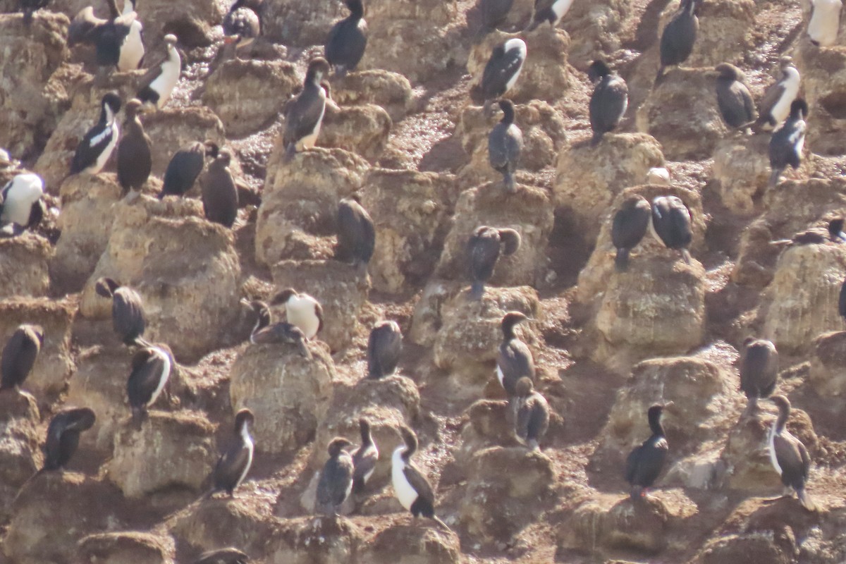 Stewart Island Shag (Otago) - ML646731977