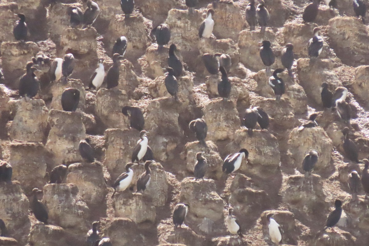 Stewart Island Shag (Otago) - ML646731978