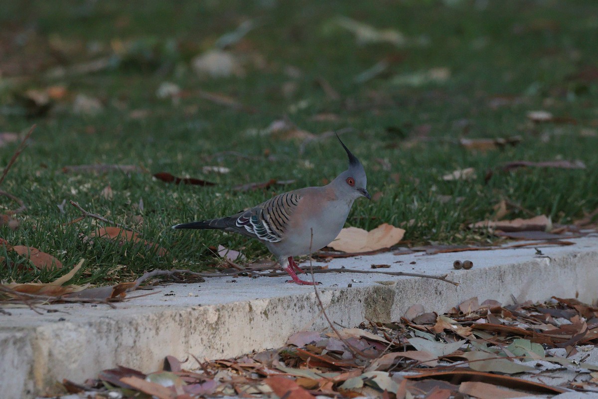 Crested Pigeon - ML646731980